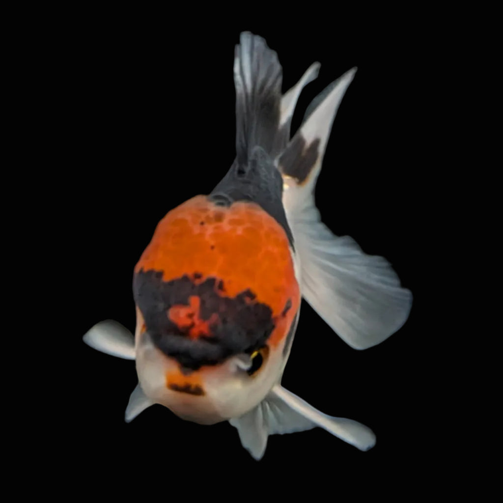 Juvenile Oranda Tricolor 3.5"-4" in.  ID#424T1A-006