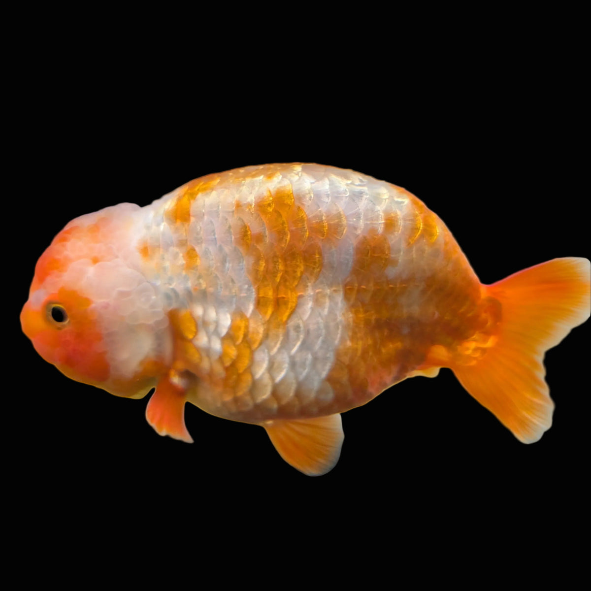 Jumbo Ranchu Sakura 4.5"-5" in. ID#1009R8A-051