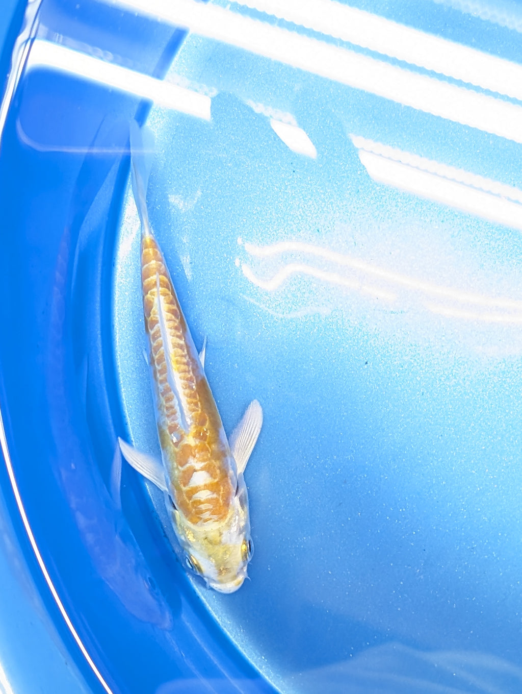 Doitsu Hariwake Koi  4"in. ID#806BFK-017