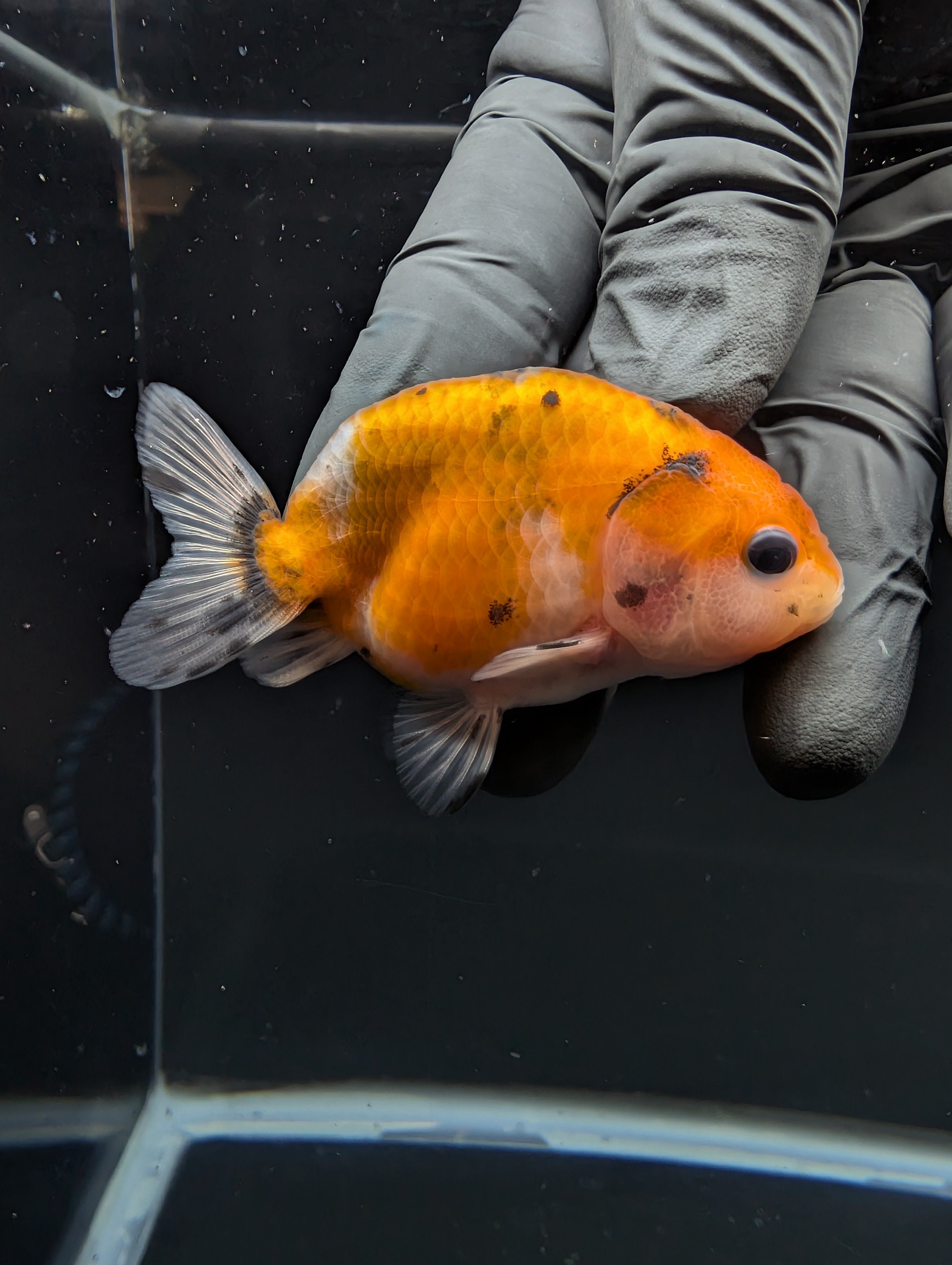 Ranchu Calico 2.5"-3" in. ID#717R4A-005