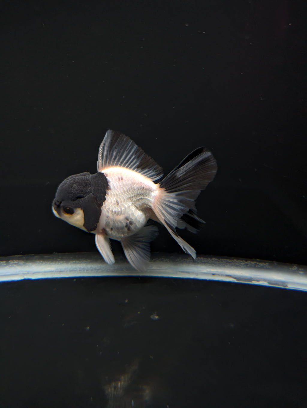 Thai Oranda Panda 4"-4.5"in.  ID#1023T1A-022