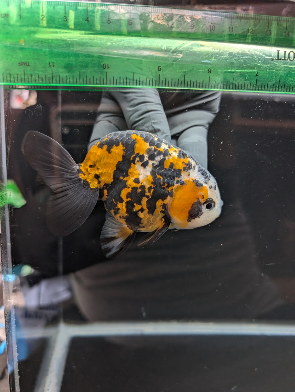 Thai Jumbo Ranchu *Special Color Tiger Calico 4"-4.5" in. ID#807R9A-001 Please See Notes.