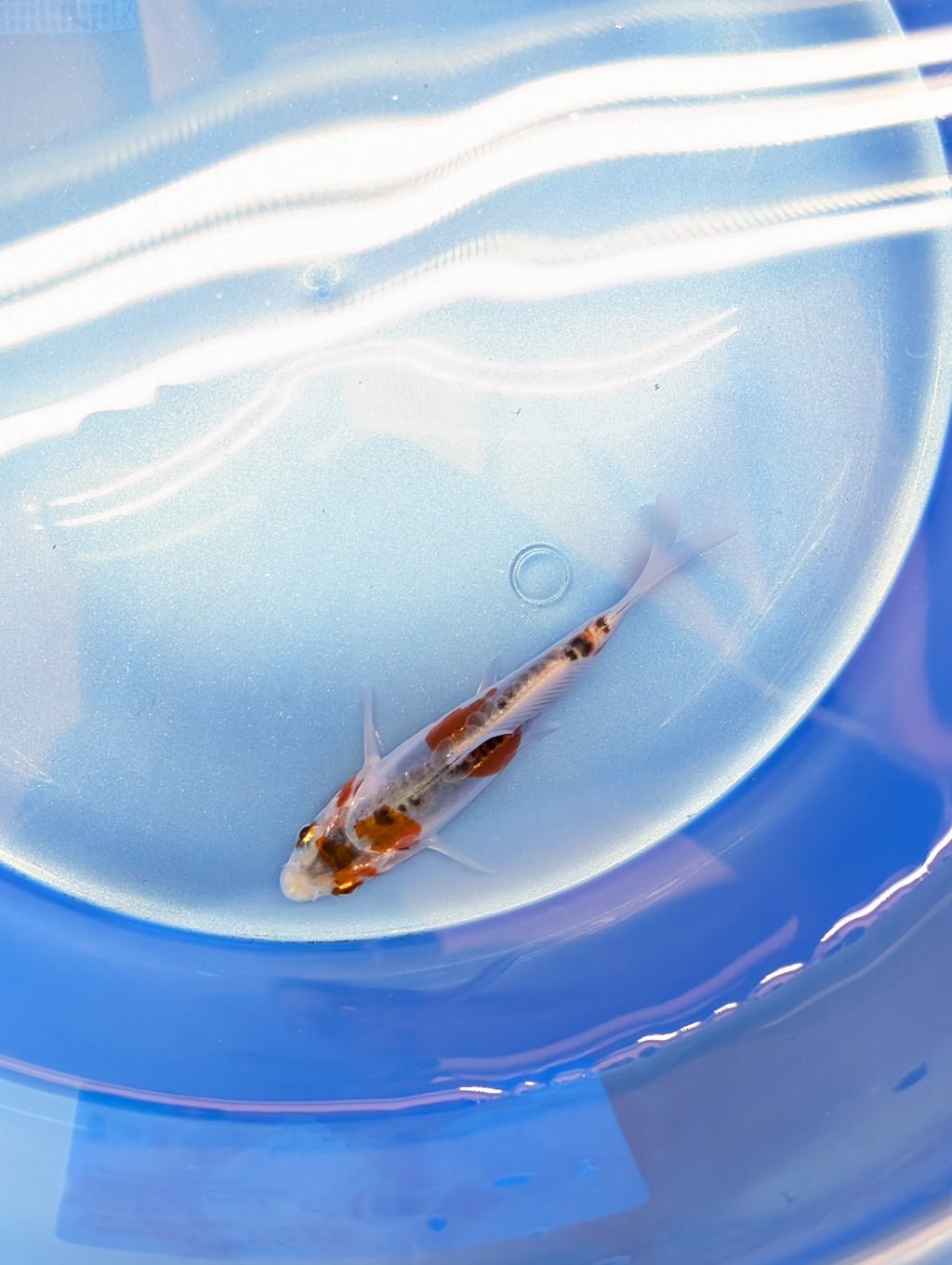 Shusui Koi  4"in. ID#806BFK-015