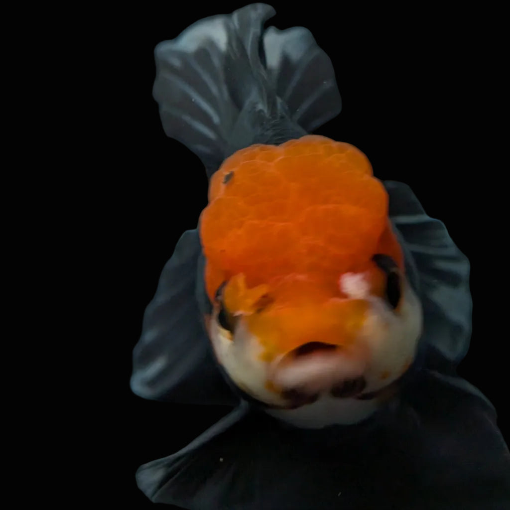 Thai Oranda Tricolor  4.5"-5"  ID#718T5B-004