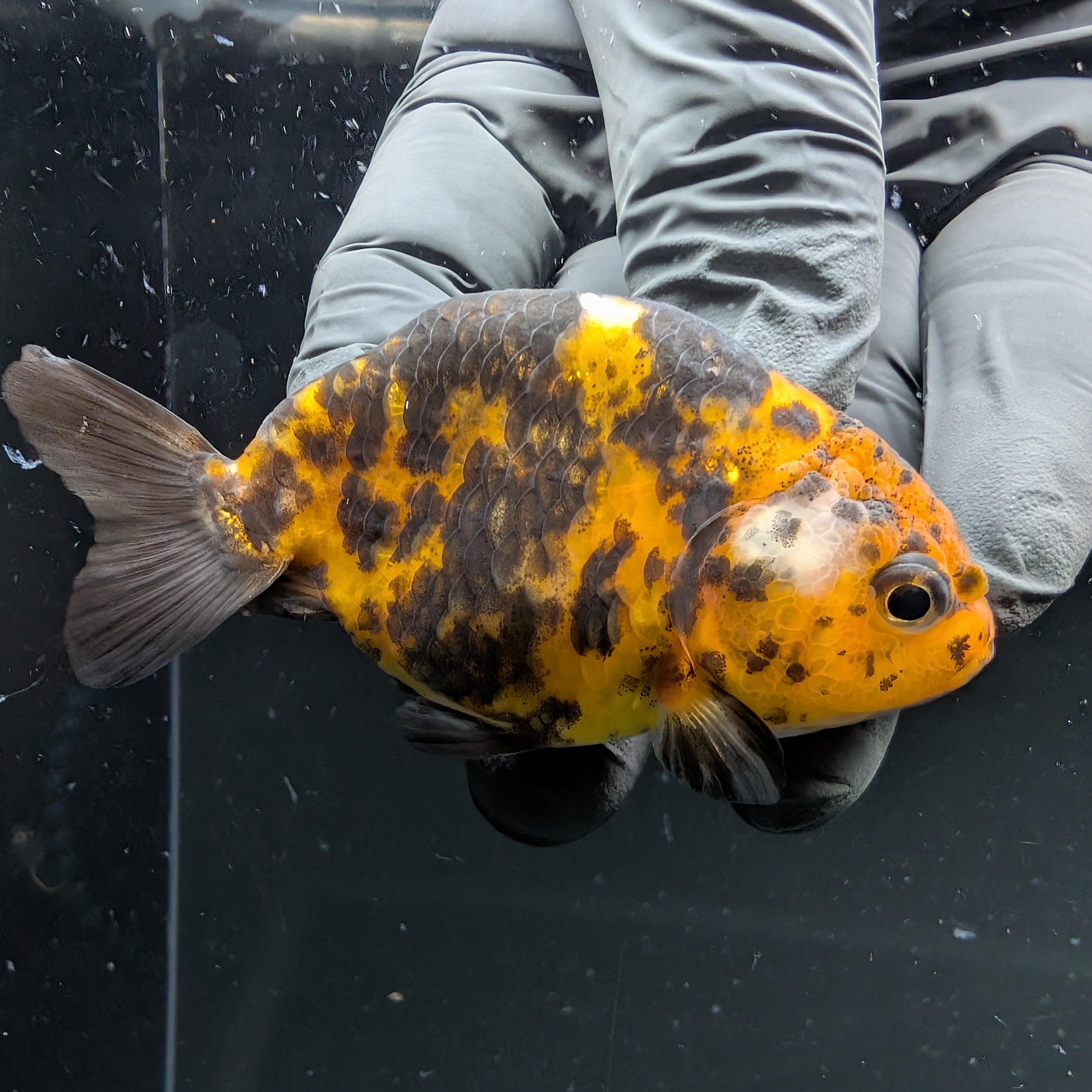 Ranchu Calico 2.5"-3" in. ID#724R4A-033
