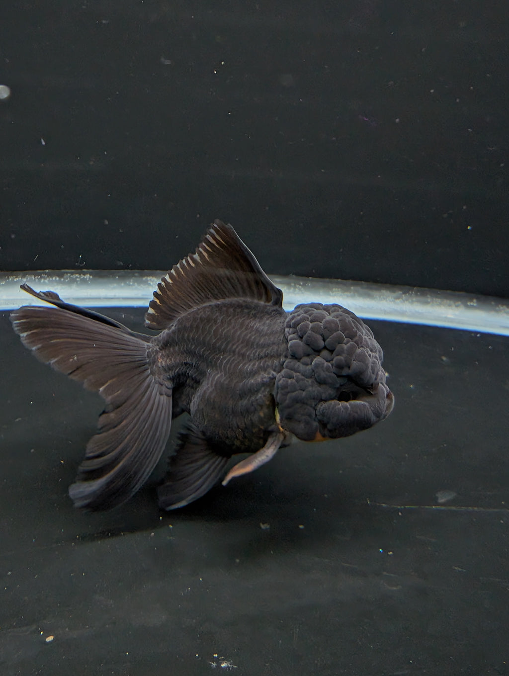 Thai Oranda Godzilla Black 3.5"-4"in.  ID#1023T1A-028