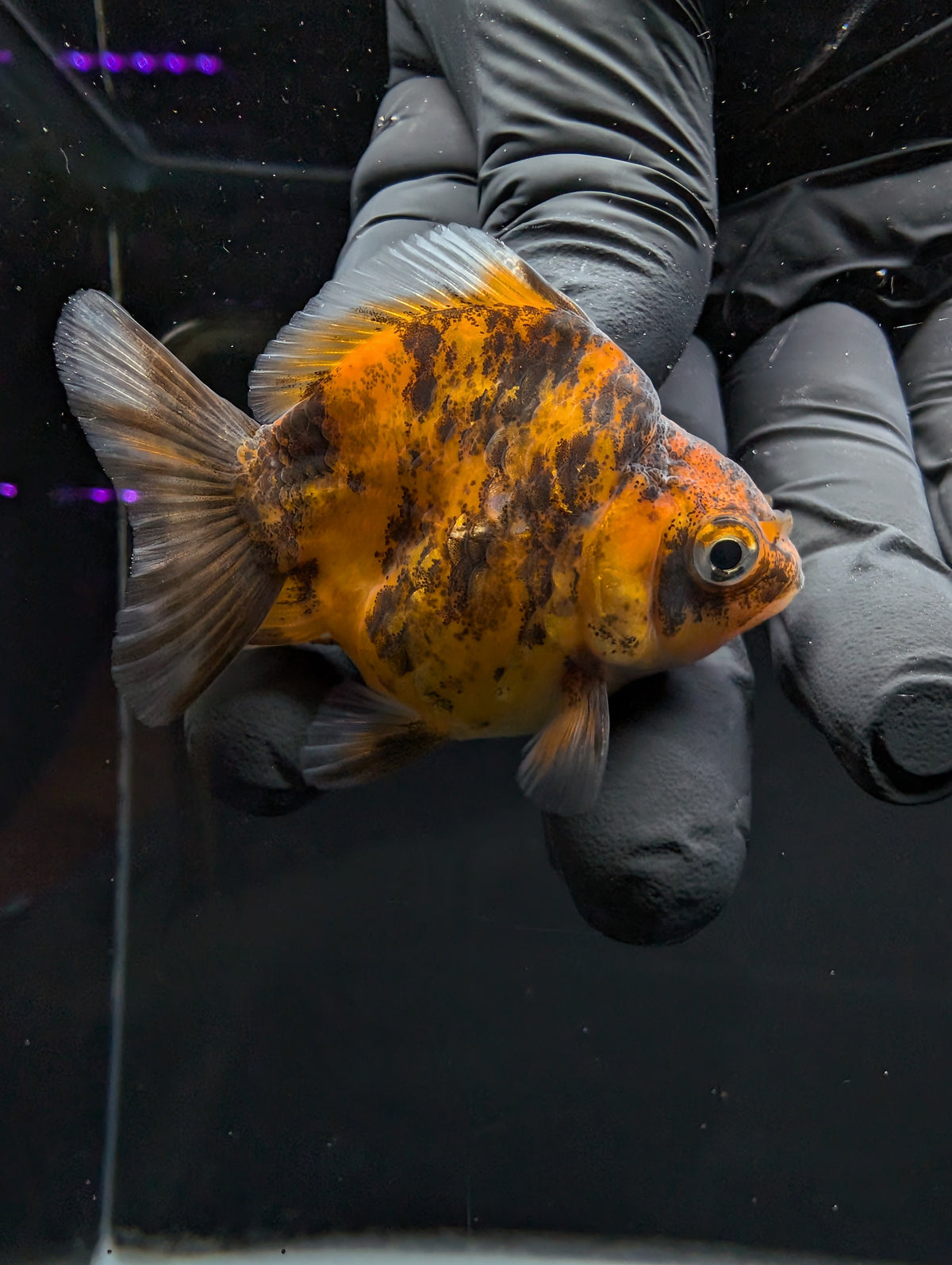 Baby Thai Shogun Oranda Tiger Calico 2"-2.5" in. ID#1016BSG11A-005