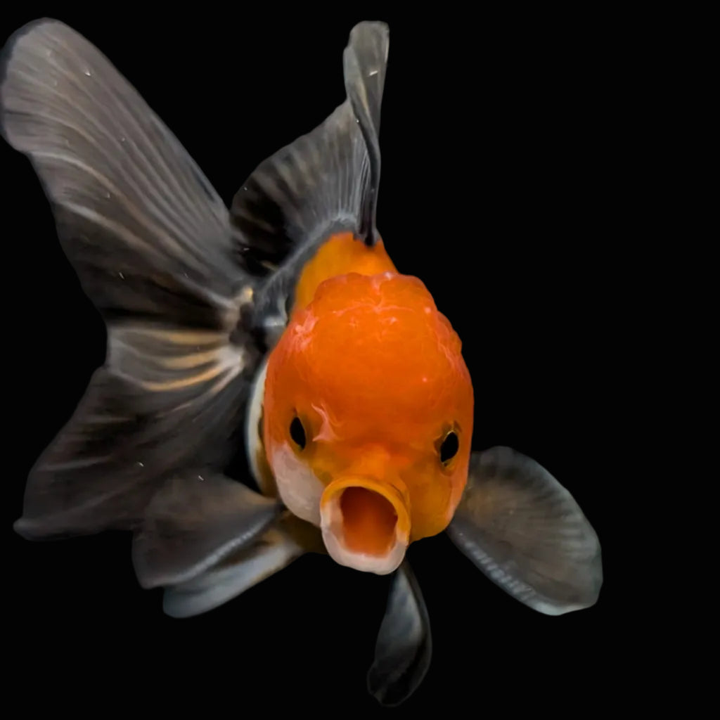 Juvenile Oranda Tricolor 3.5"-4" in.  ID#424T1A-008