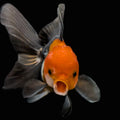 Juvenile Oranda Tricolor 3.5"-4" in.  ID#424T1A-008
