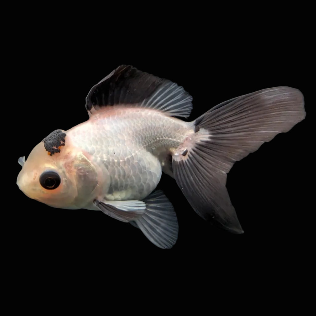 Juvenile Oranda Panda  3.5"-4" in.  ID#501T2A-013