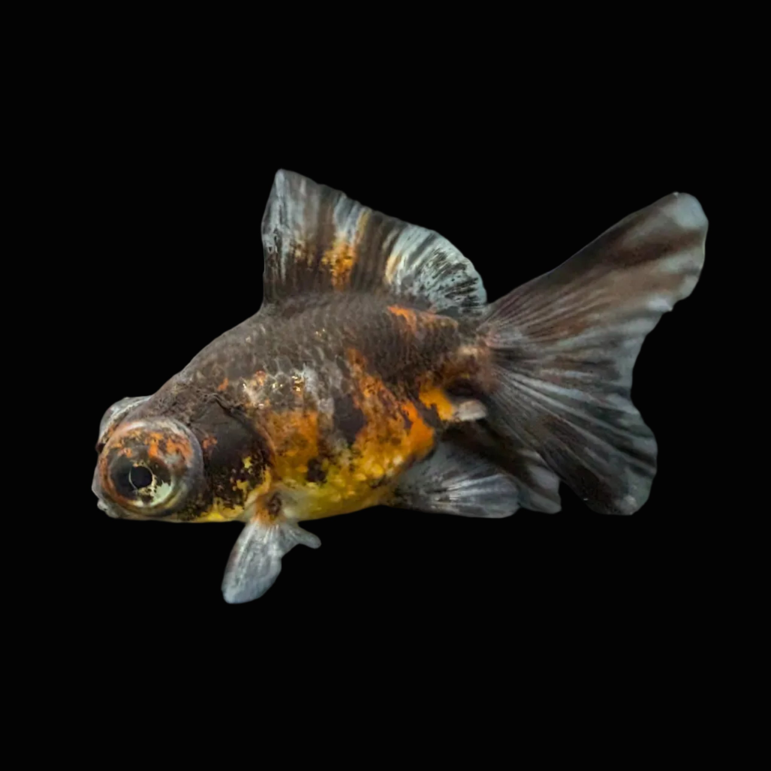 Telescope Butterfly Kirin Calico 3.5"-4" in. ID#612B6B-059