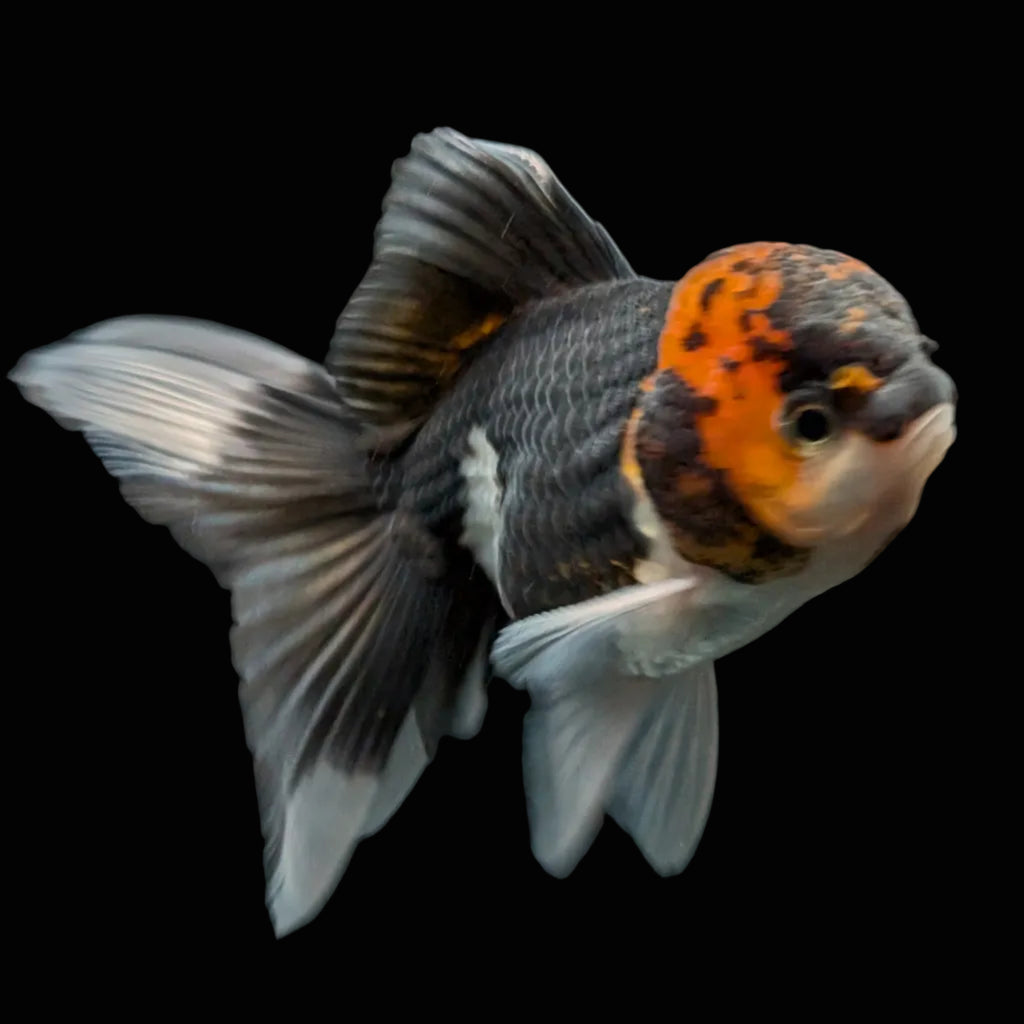 Juvenile Oranda Tricolor 3.5"-4" in.  ID#424T1A-002