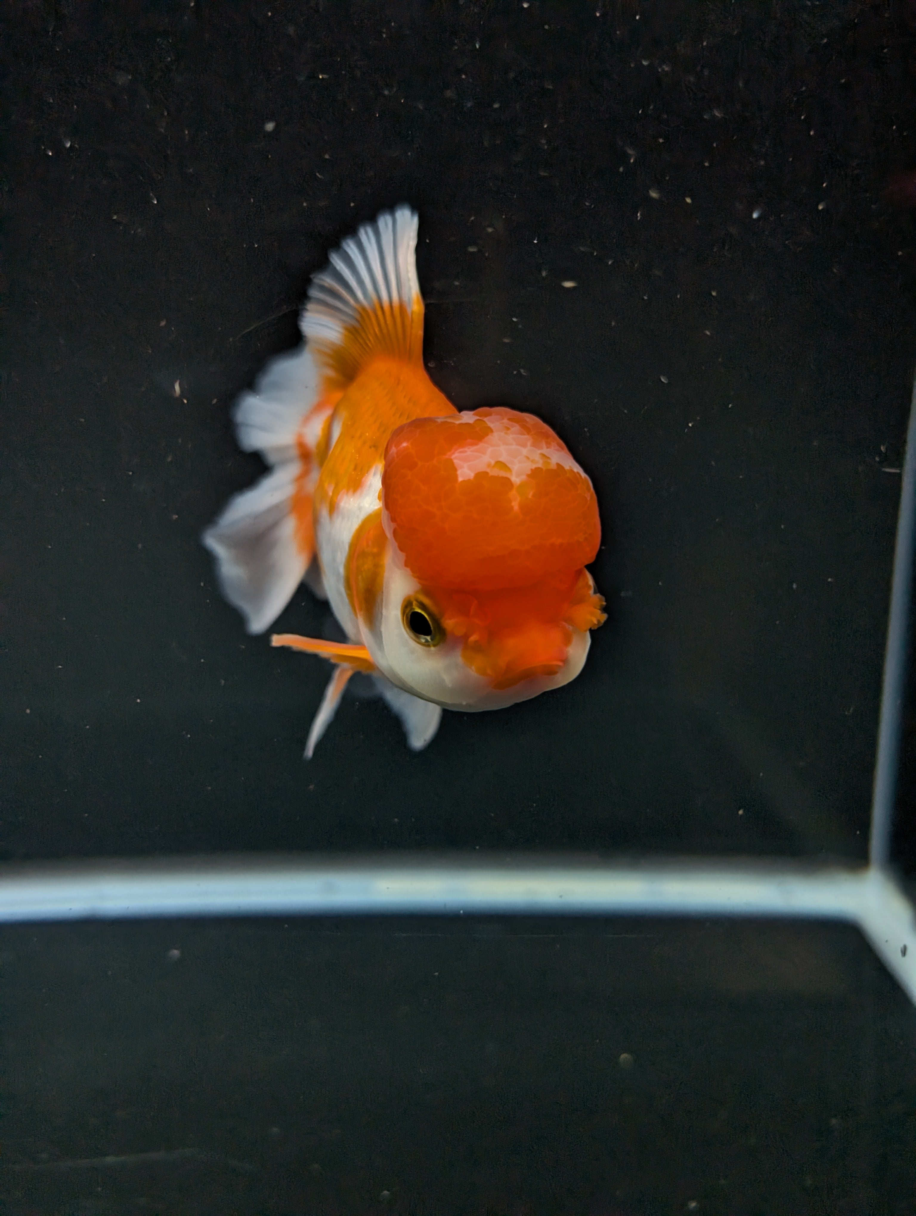 Jumbo Oranda Red White 6.5"-7"in.  ID#522T4B-003