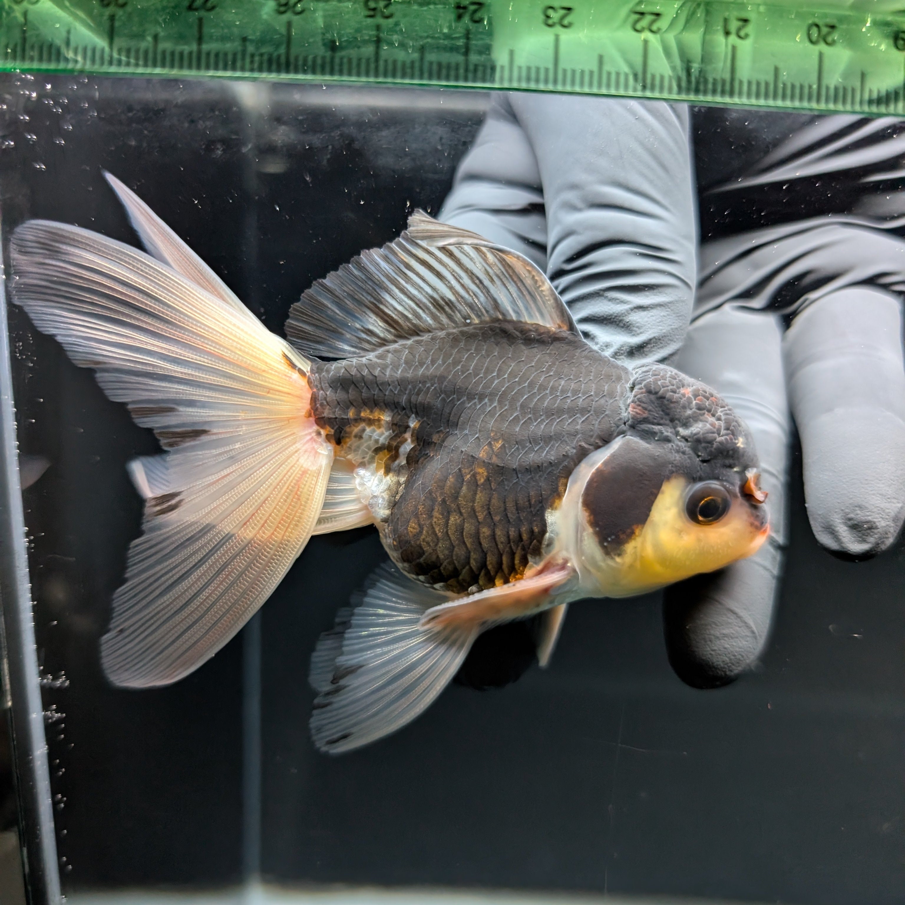 Thai Juvenile Oranda Panda 3.5"-4"in.  ID#724T1A-024