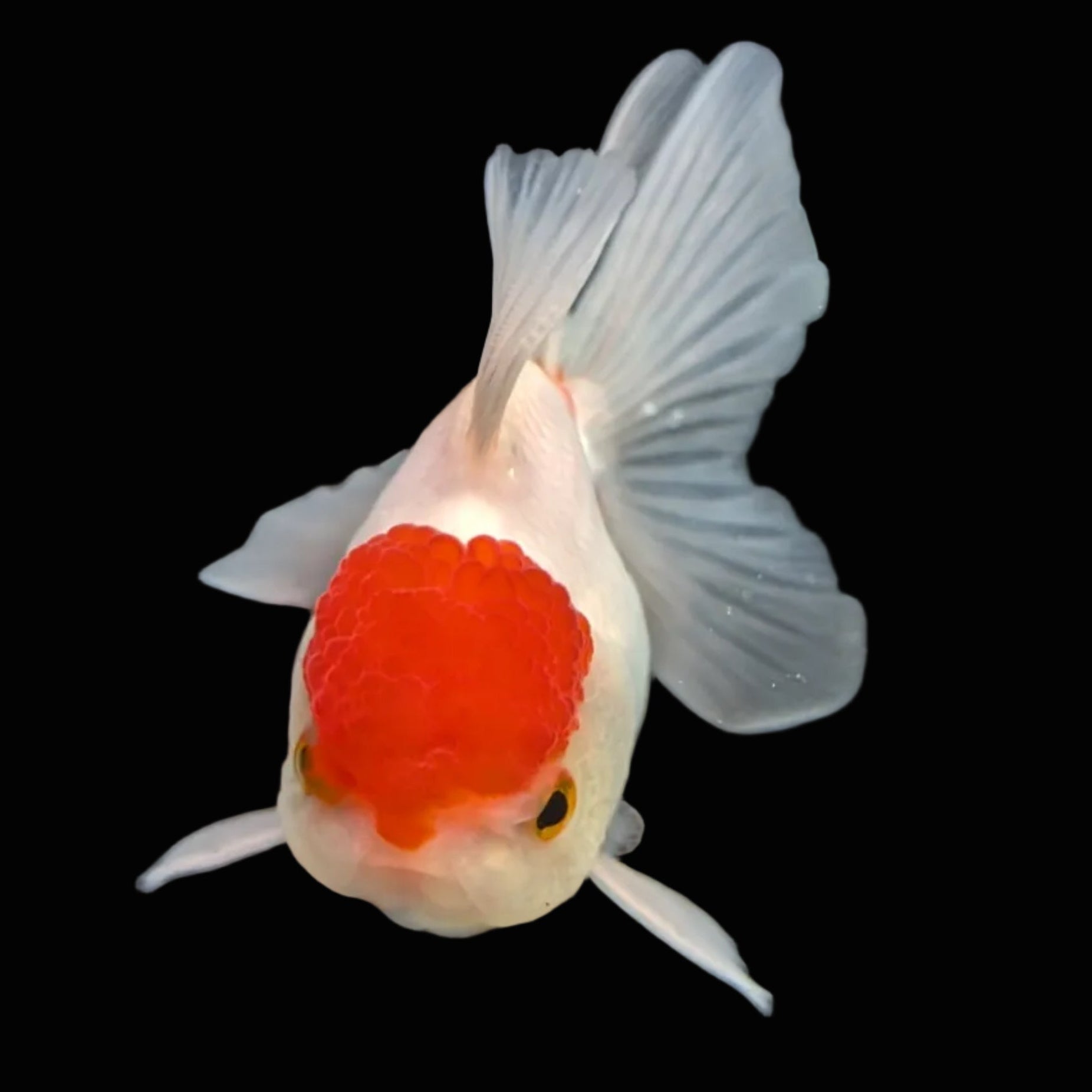 Juvenile Oranda Tricolor 3.5"-4" in.  ID#417T7A-012
