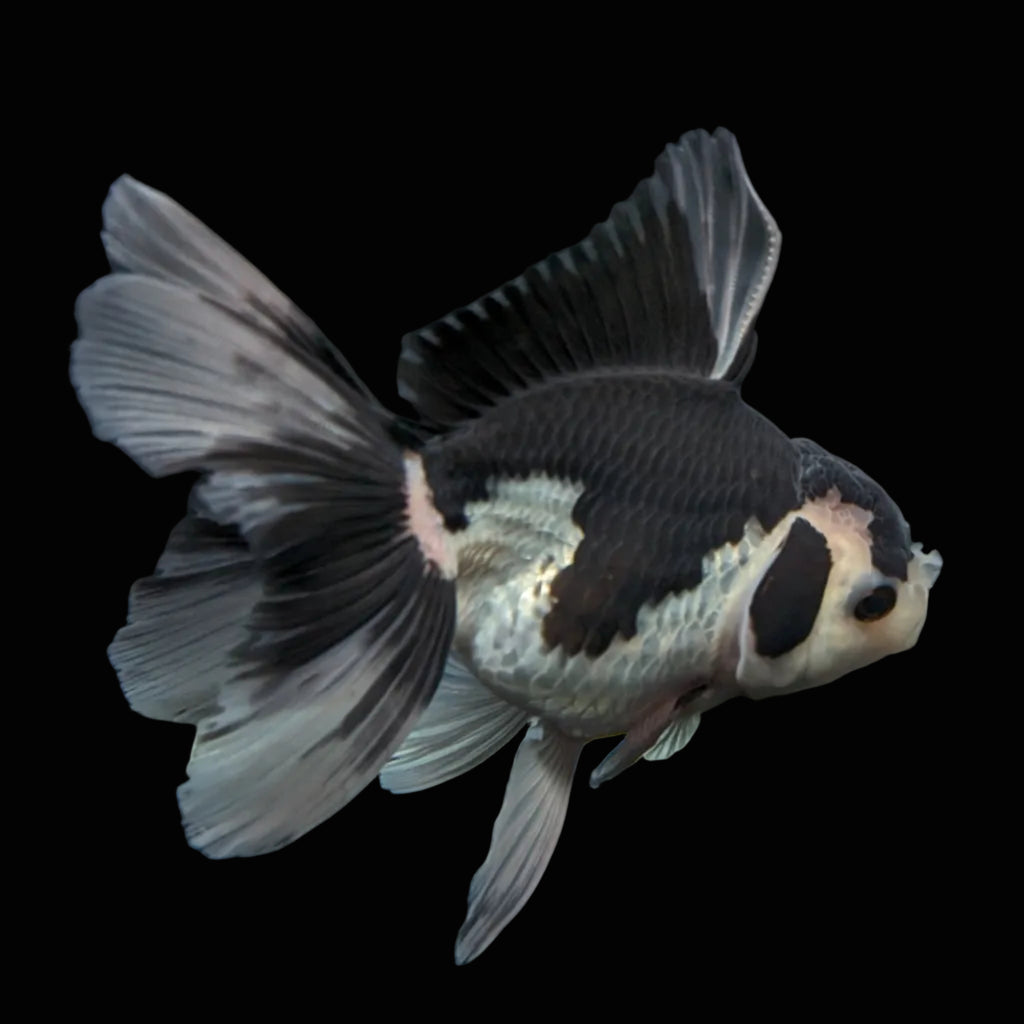 Thai Oranda Panda  4.5"-5"  ID#718T5B-001