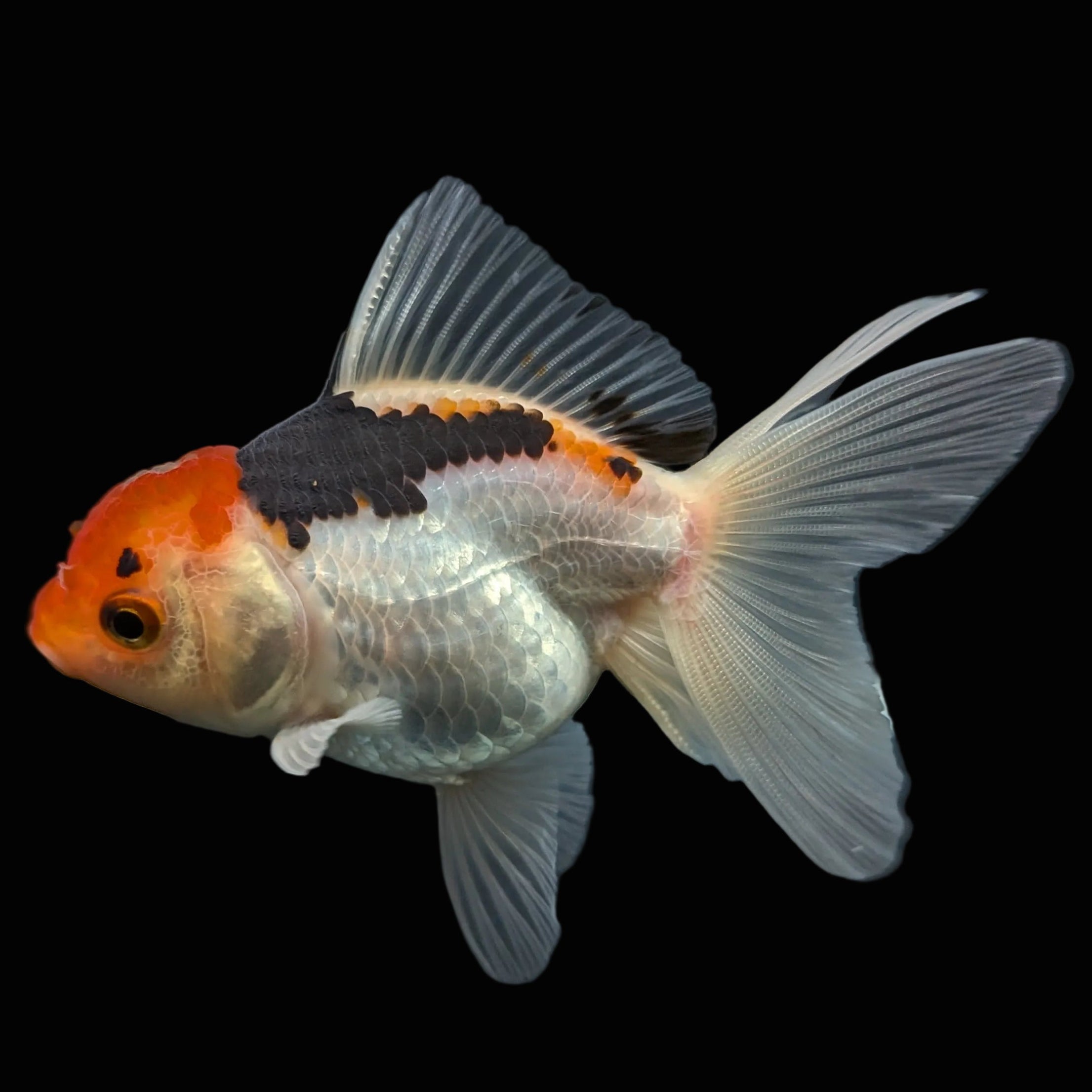 Thai Juvenile Oranda Tricolor 3"-3.5" in.  ID#703T1A-009