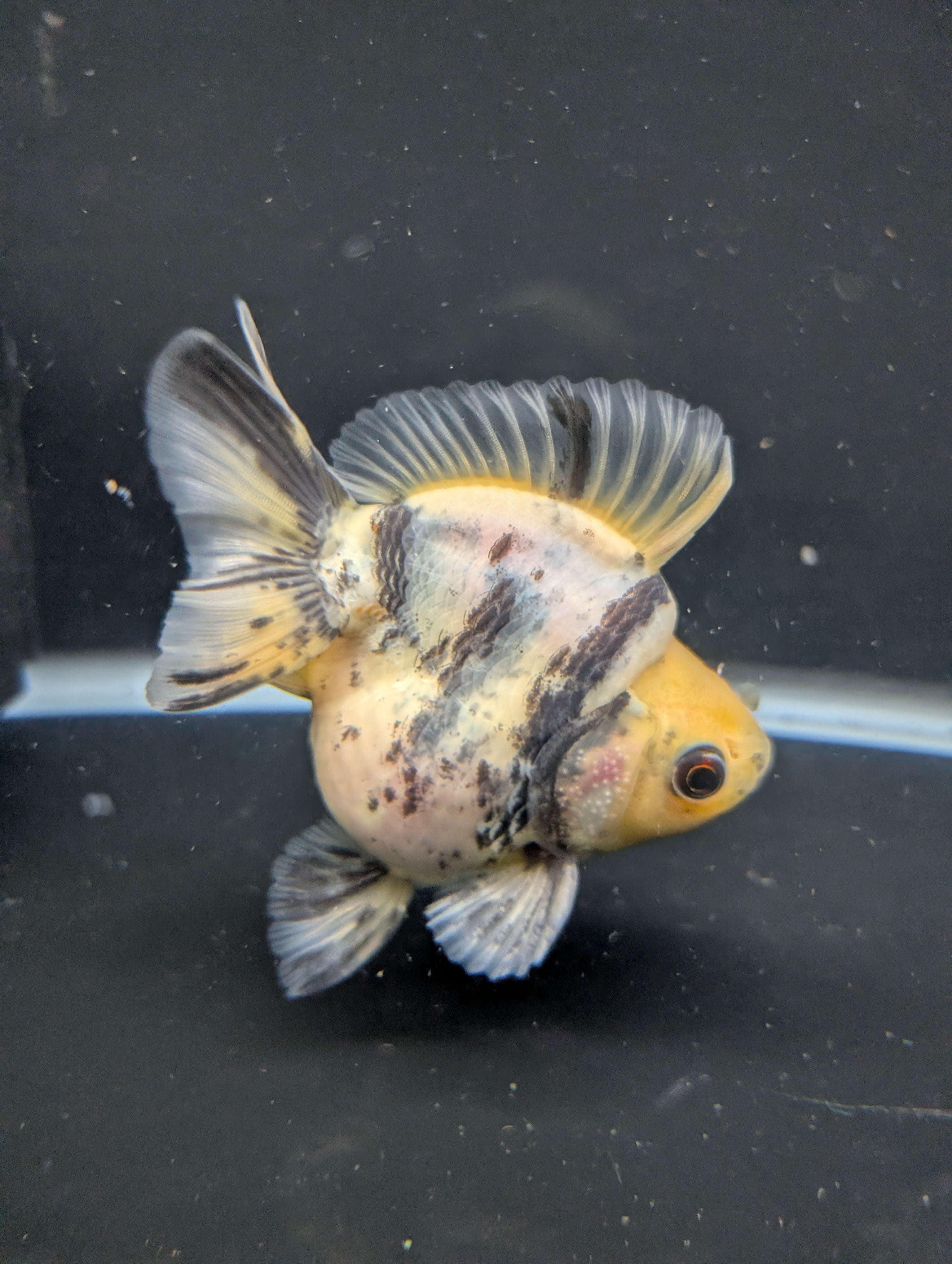 Jumbo Ryukin Short Tail White Tiger Calico 4"-4.5" in. ID#5015B-011