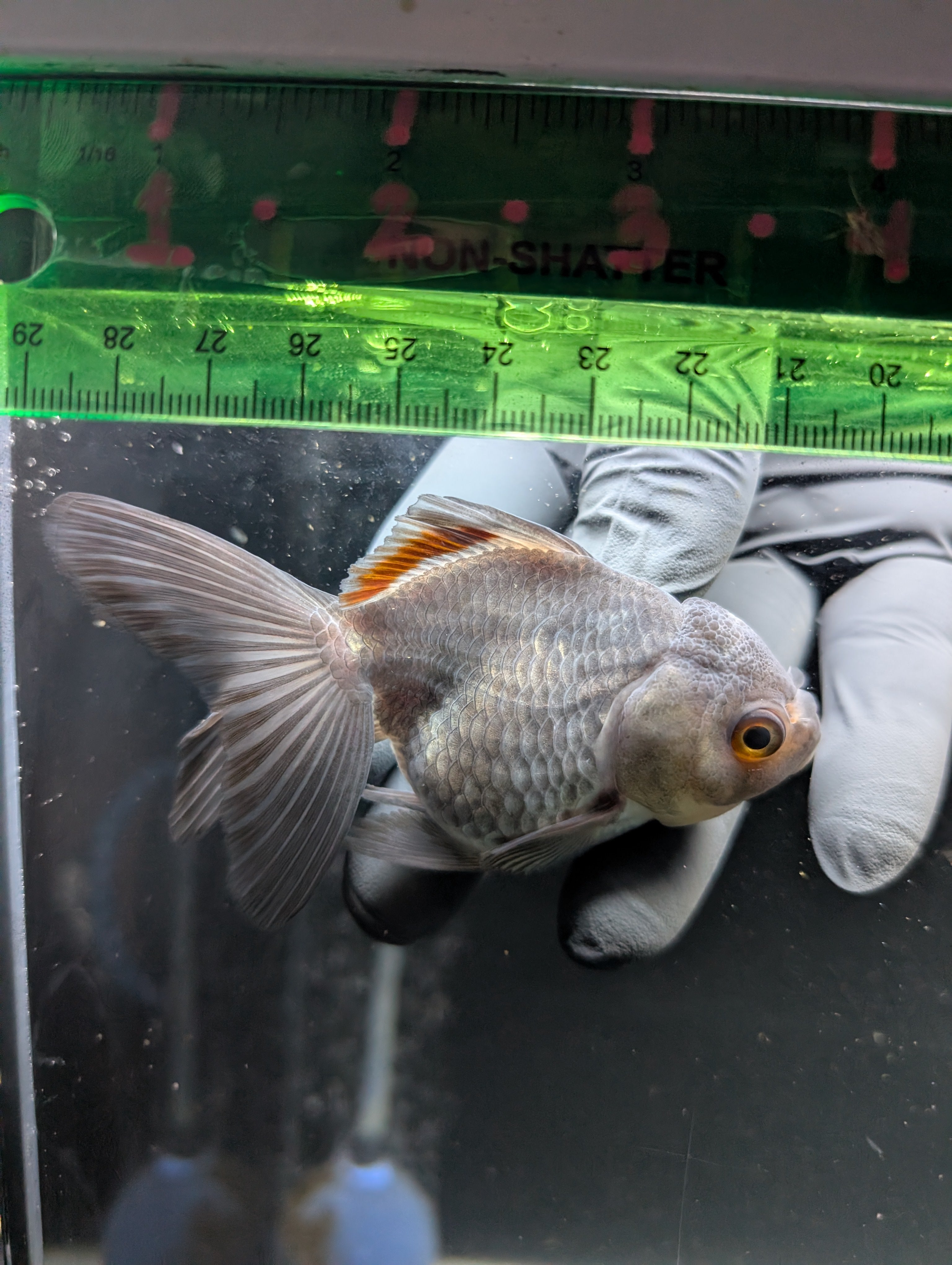Juvenile Oranda Lavender 3"-3.5"in.  ID#619T1A-001
