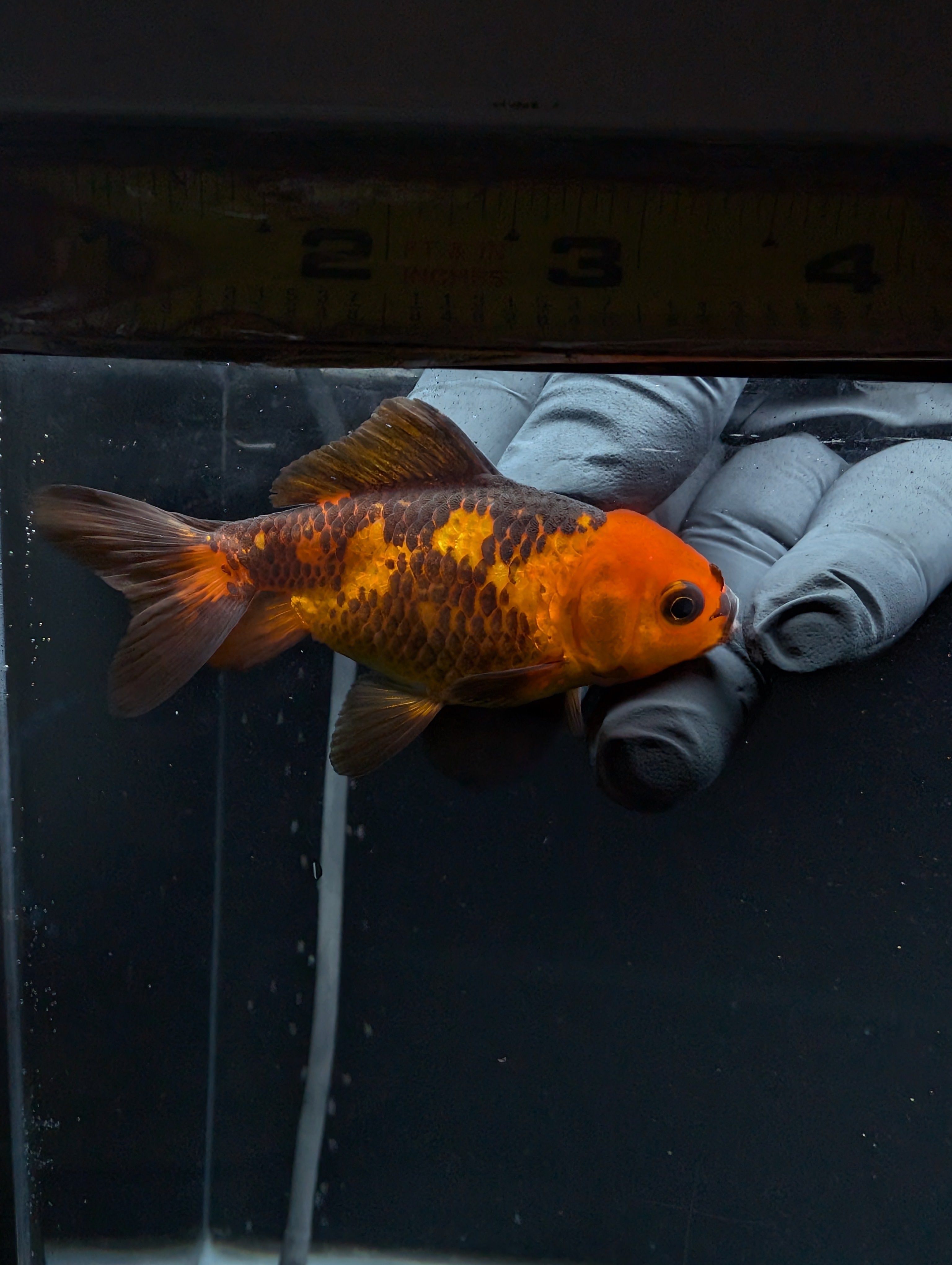 Juvenile Oranda Red Black 3"-3.5"in.  ID#529T1A-053
