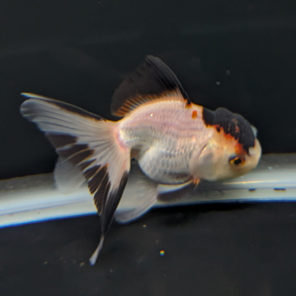 Thai Juvenile Oranda Tricolor 3"-3.5" in.  ID#717T1A-004
