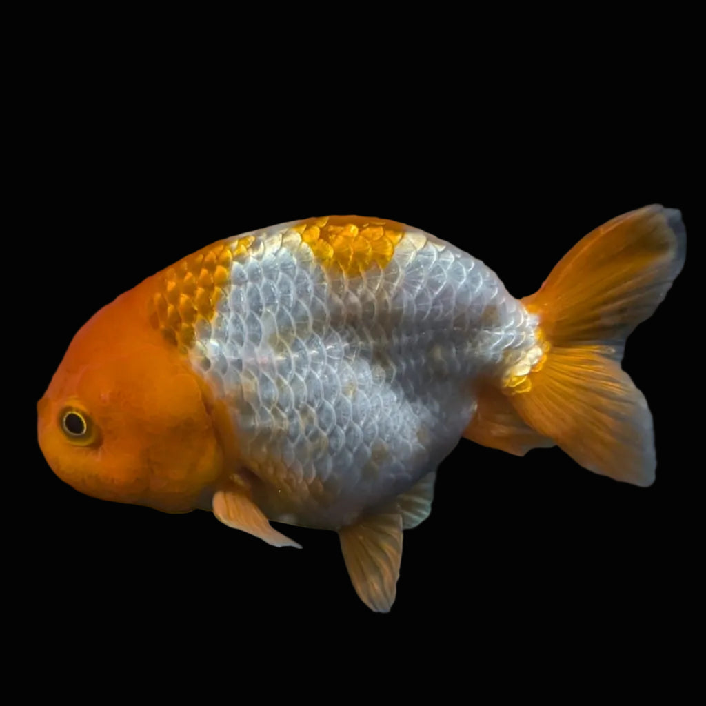 Ranchu Red White 4"-4.5"in. ID#821R4A-057