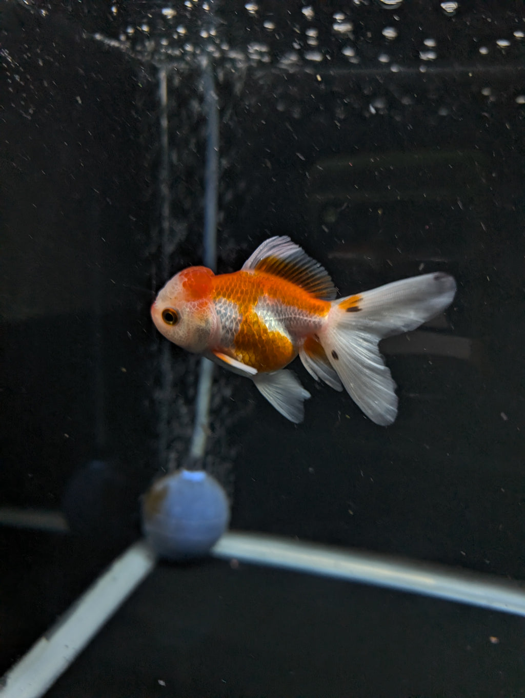 Juvenile Oranda  Red White 3"-3.5"in.  ID#619T1A-010