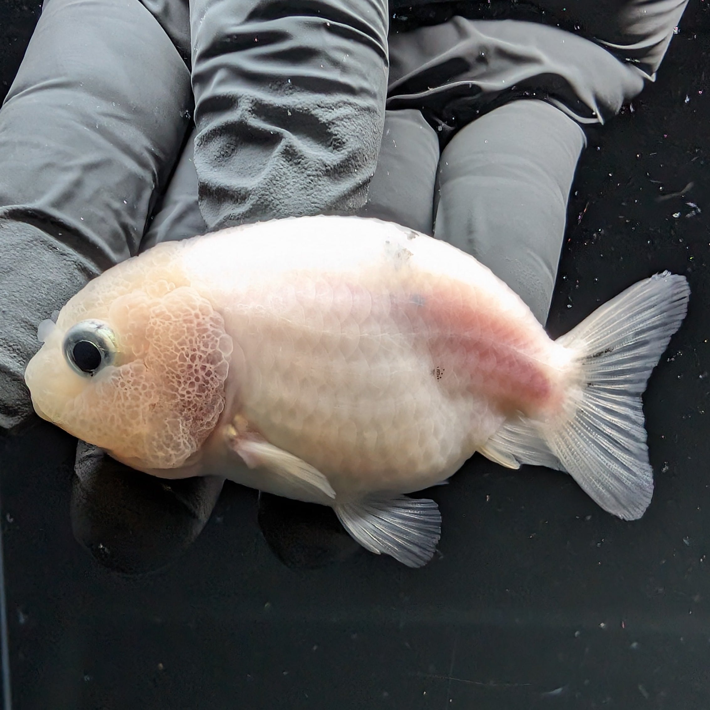 Ranchu Calico 2.5"-3" in. ID#724R4A-026