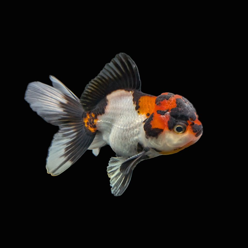Juvenile Oranda Tricolor 3.5"-4" in.  ID#403T8A-001