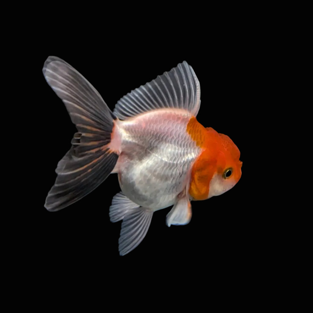 Juvenile Oranda Tricolor 3.5"-4" in.  ID#320T13b-001