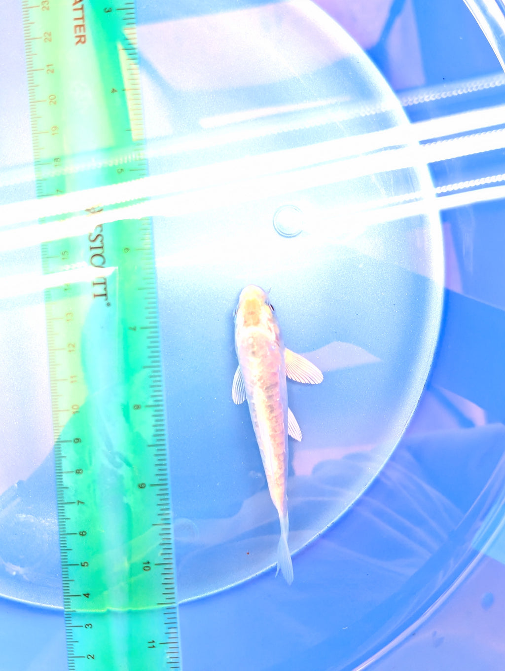 Doitsu Shiro Utsuri Koi  4"in. ID#806BFK-014