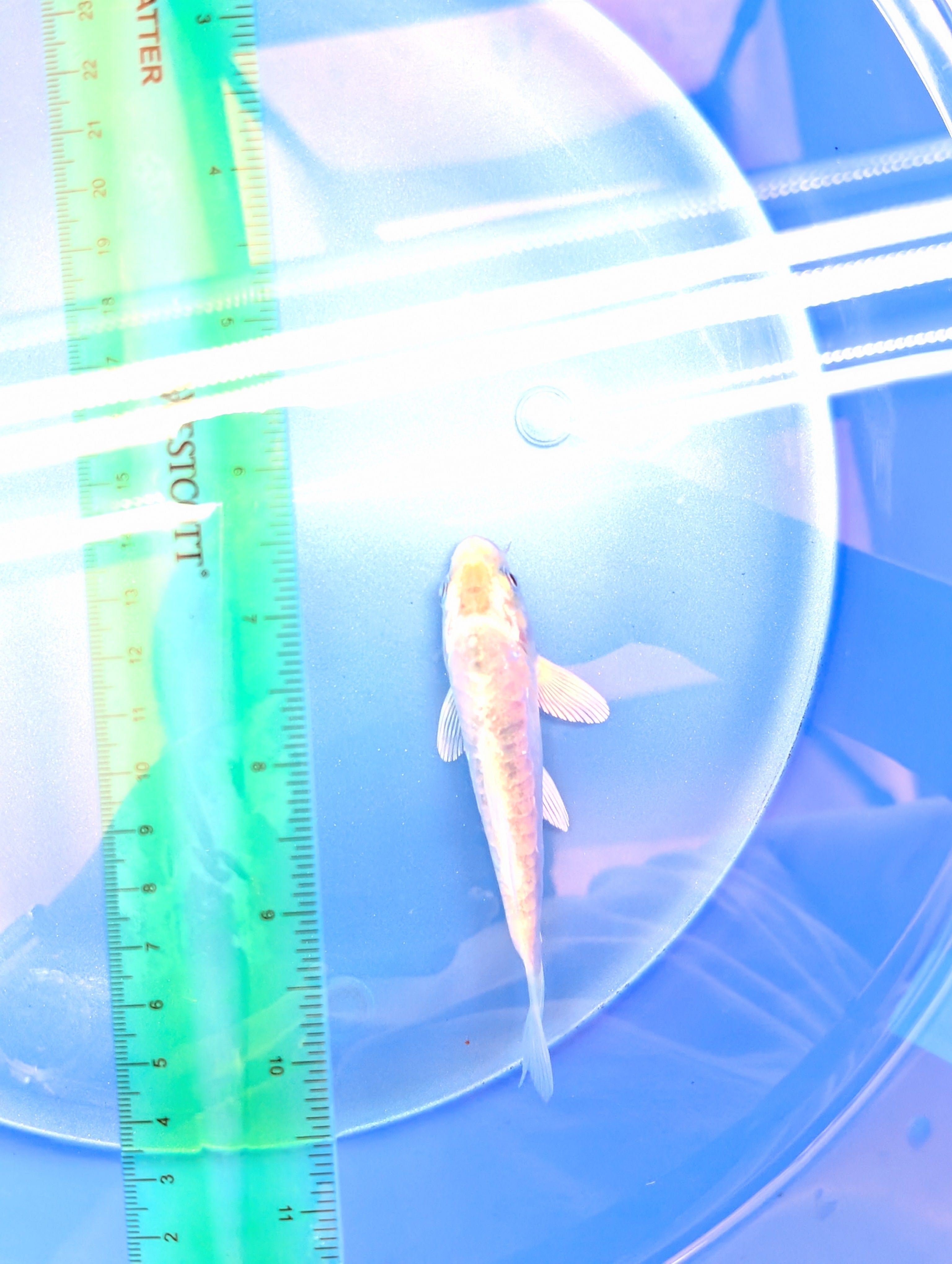 Doitsu Shiro Utsuri Koi  4"in. ID#806BFK-014