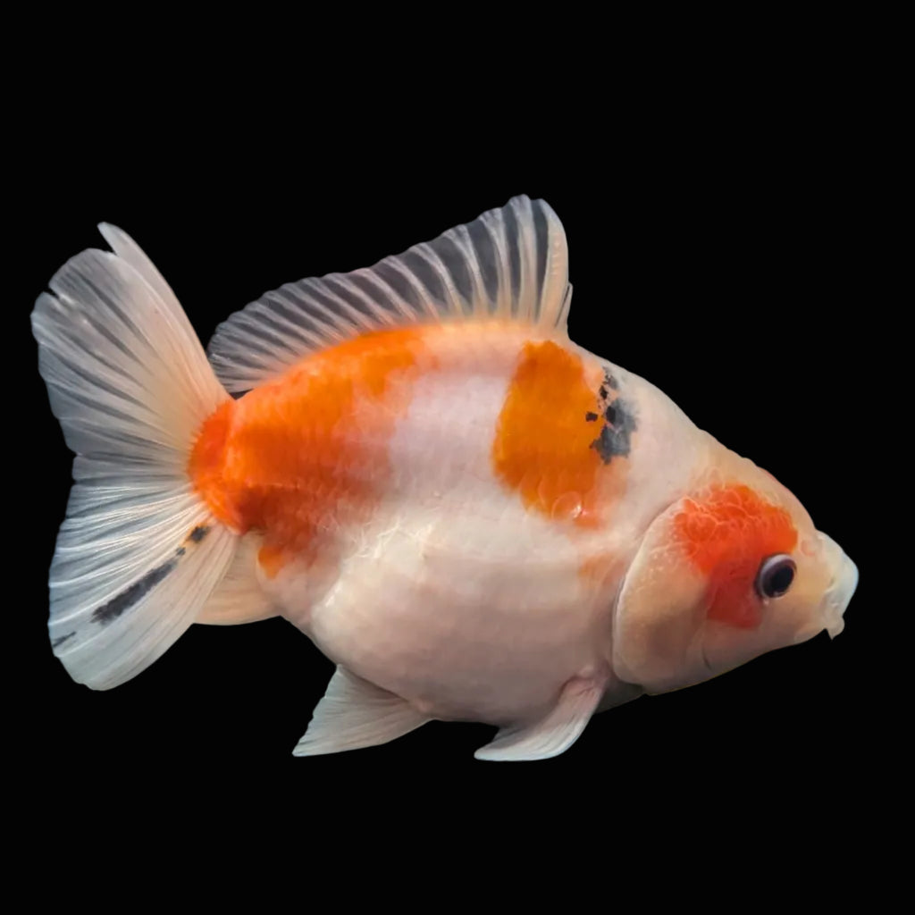 Jumbo Oranda Yuan Bao Sakura   4"-4.5"in. ID#807SB13A-003