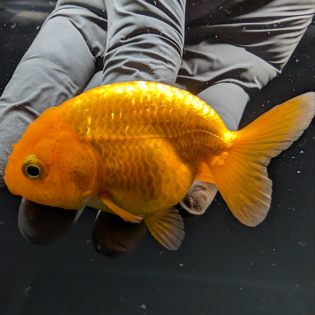 Ranchu Red White 2.5"-3" in. ID#724R4A-030