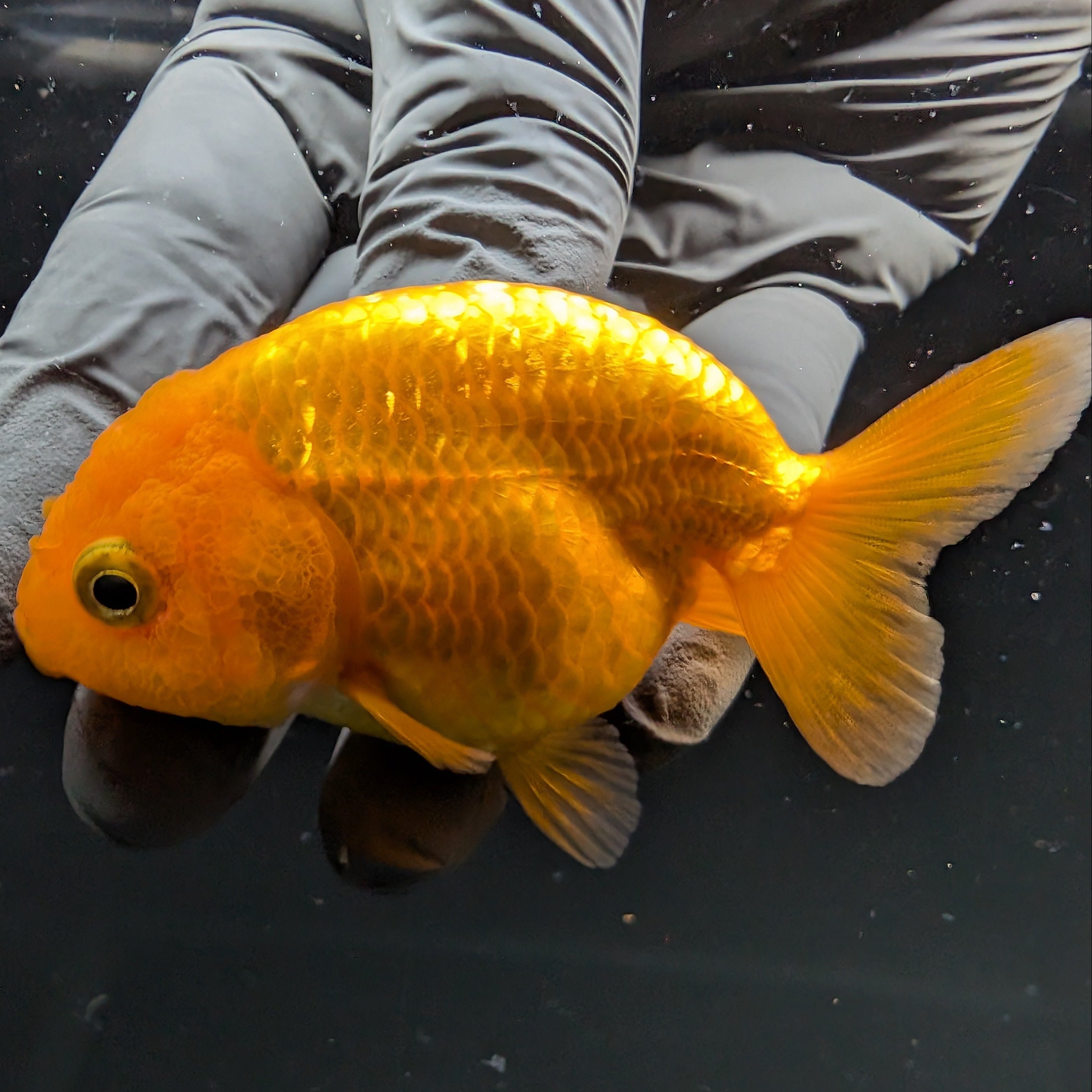 Ranchu Red White 2.5"-3" in. ID#724R4A-030