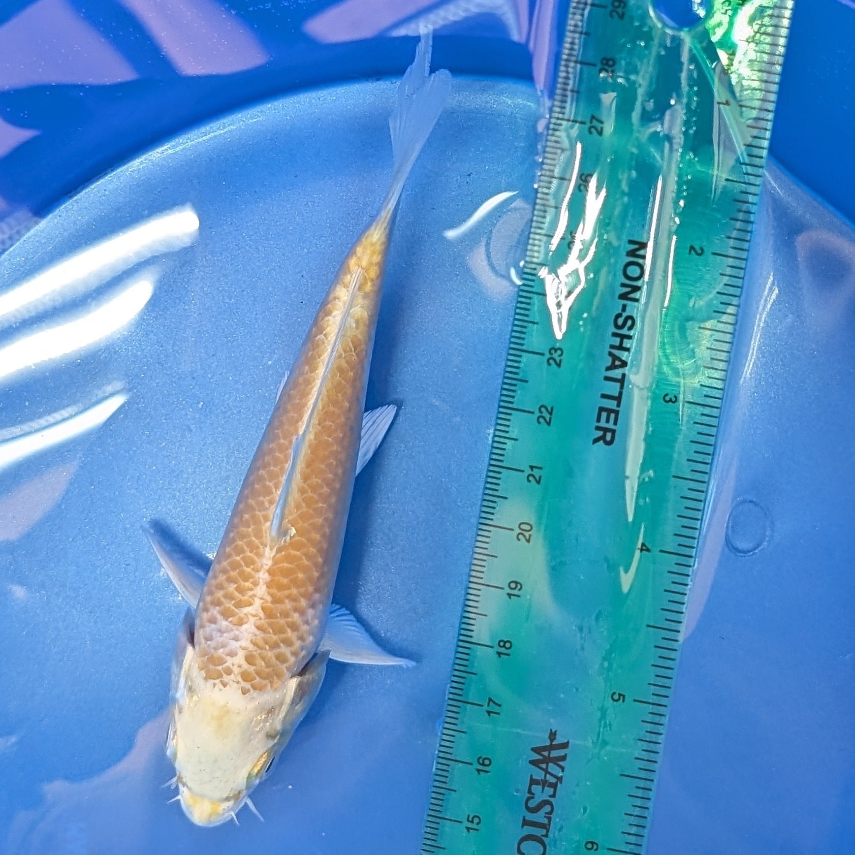Yamabuki Ogon Koi  5"-6"in. ID#806BFK-011
