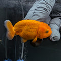 Baby Ranchu Red White 2.5"-3" in. ID#522R4A-004