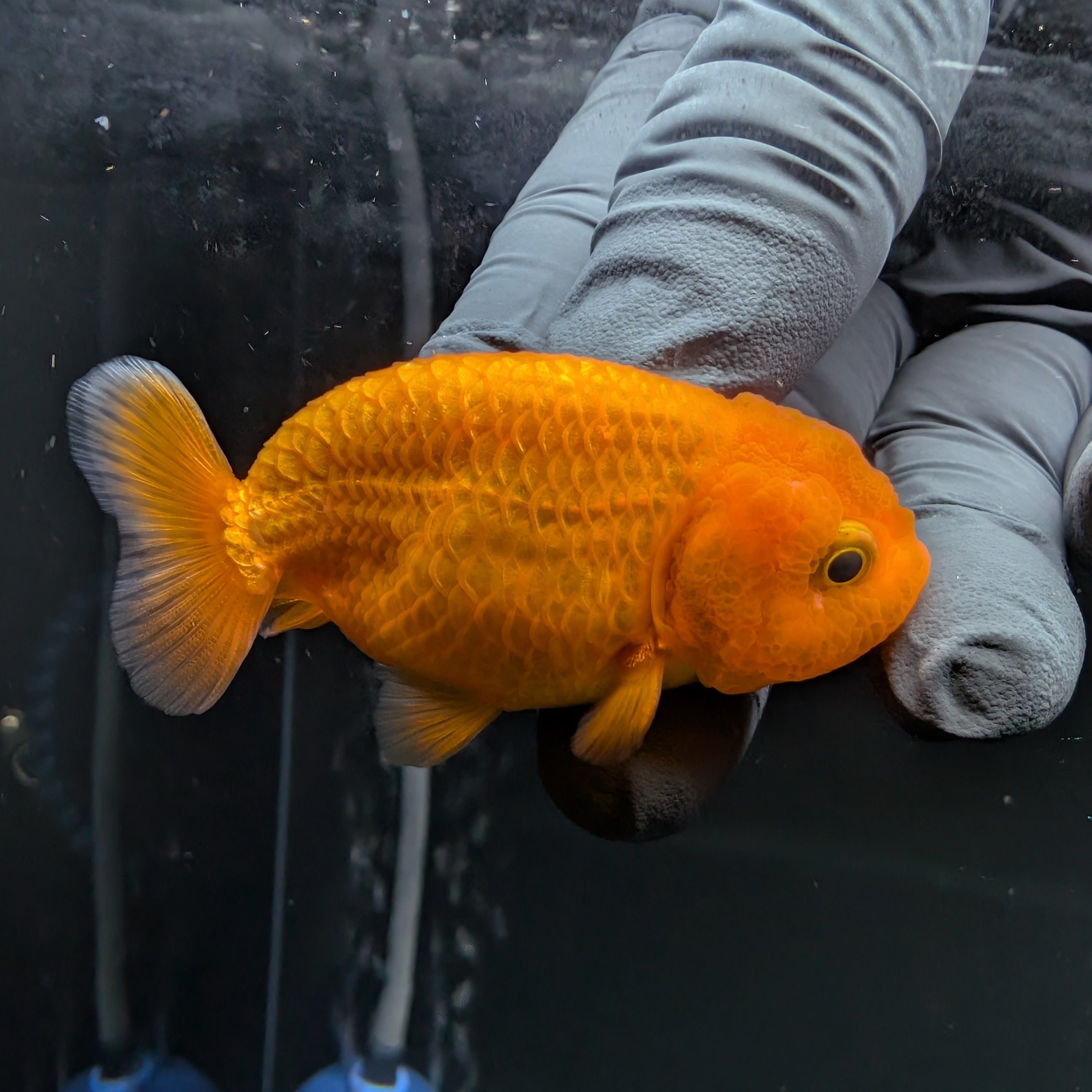 Baby Ranchu Red White 2.5"-3" in. ID#522R4A-004