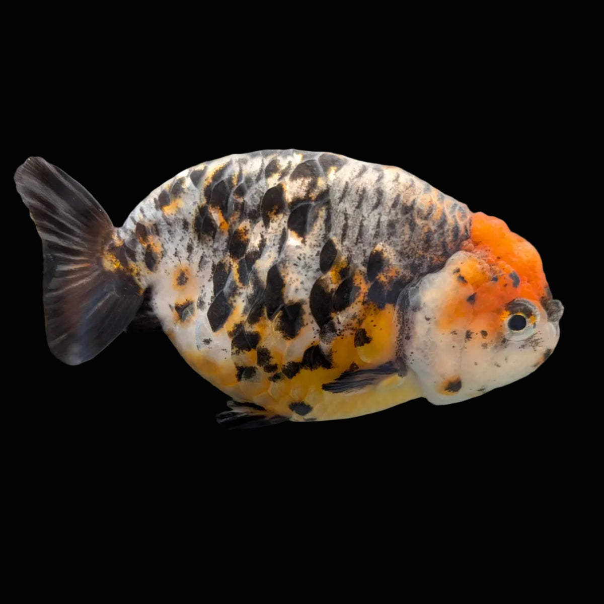 Jumbo Ranchu Kirin Calico 4.5"-5" in. ID#1009R8A-054