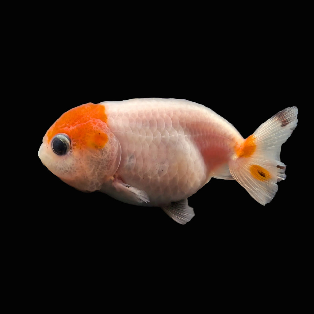 Ranchu Sakura 2.5"-3" in. ID#612R4A-087