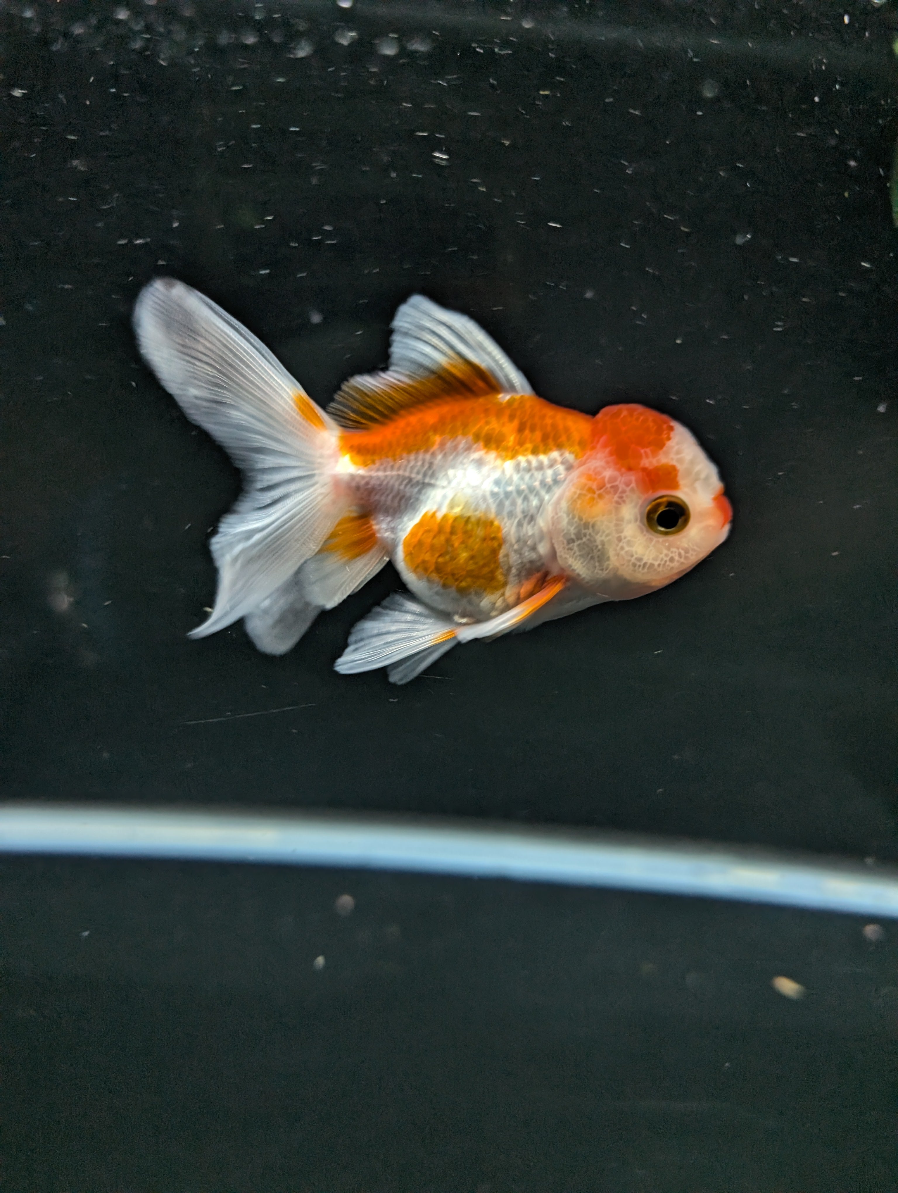 Juvenile Oranda  Red White 3"-3.5"in.  ID#619T1A-010