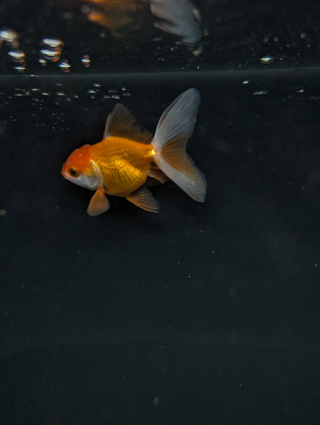 Juvenile Oranda  Red White 3"-3.5"in.  ID#619T1A-013