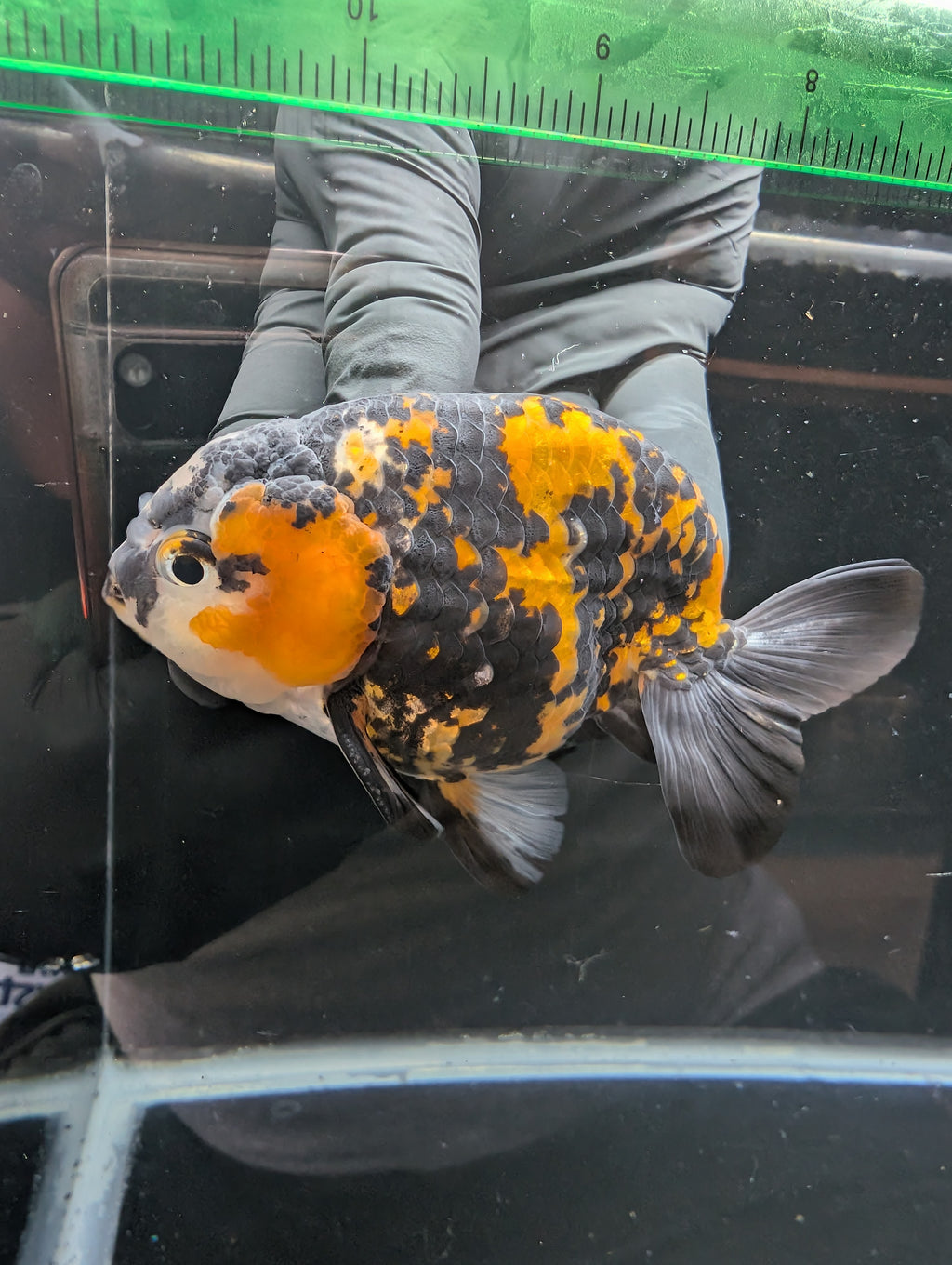 Thai Jumbo Ranchu *Special Color Tiger Calico 4"-4.5" in. ID#807R9A-001 Please See Notes.