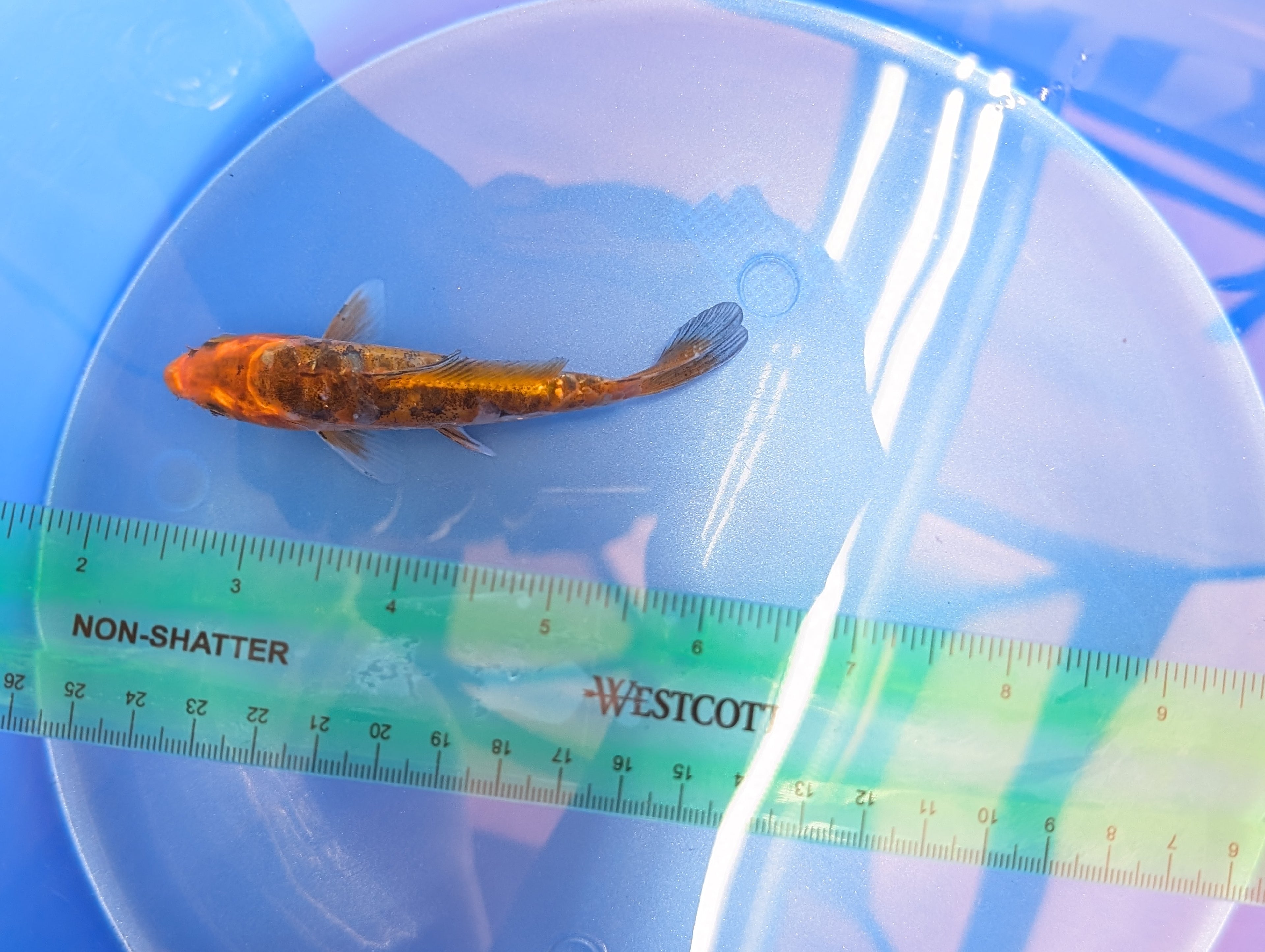 Doitsu Kawari Koi  4"in. ID#806BFK-013
