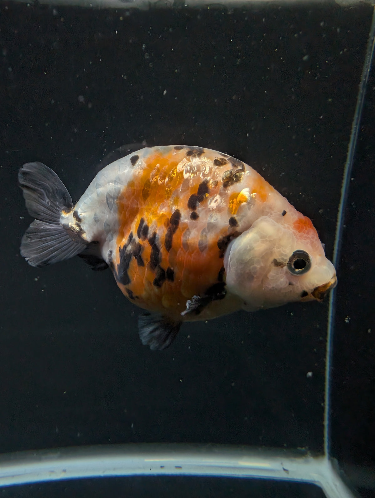 Jumbo Ranchu Milk Cow Calico 4"-4.5" in. ID#904R8A-004