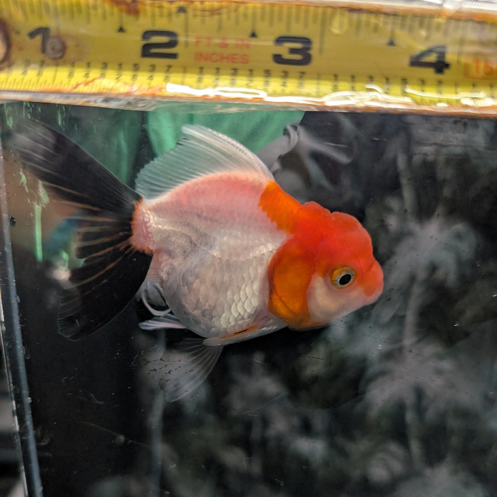 Juvenile Oranda Tricolor 3.5"-4" in.  ID#320T13b-001
