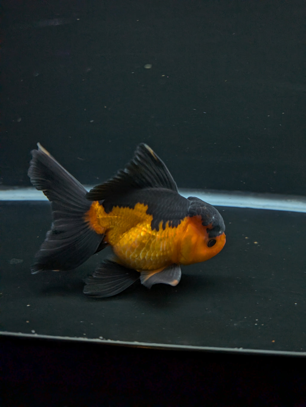 Thai Oranda Red Black 4"-4.5"in.  ID#1016T1A-004