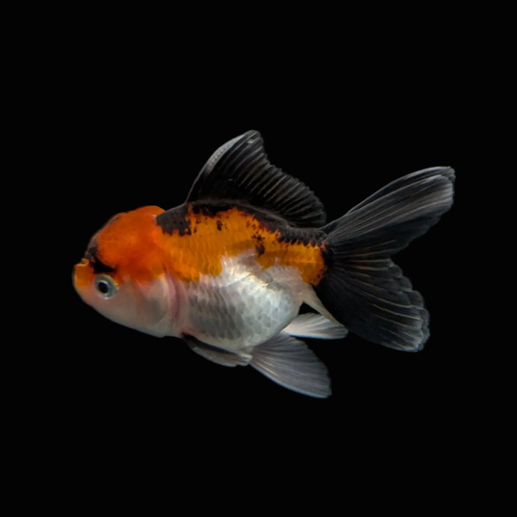 Juvenile Oranda Tricolor 3.5"-4" in.  ID#320T13b-009