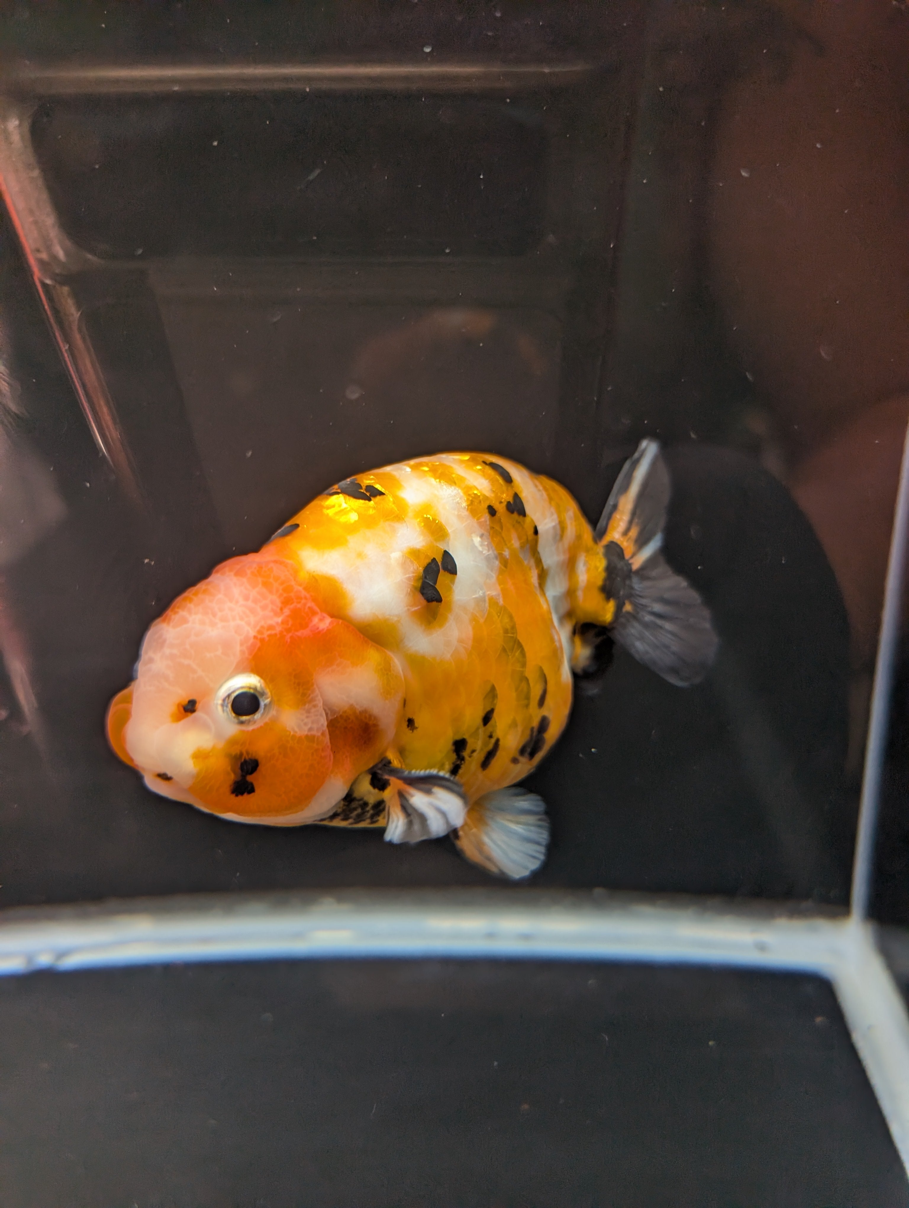 Jumbo Ranchu Calico 4.5"-5" in. ID#821R8A-032