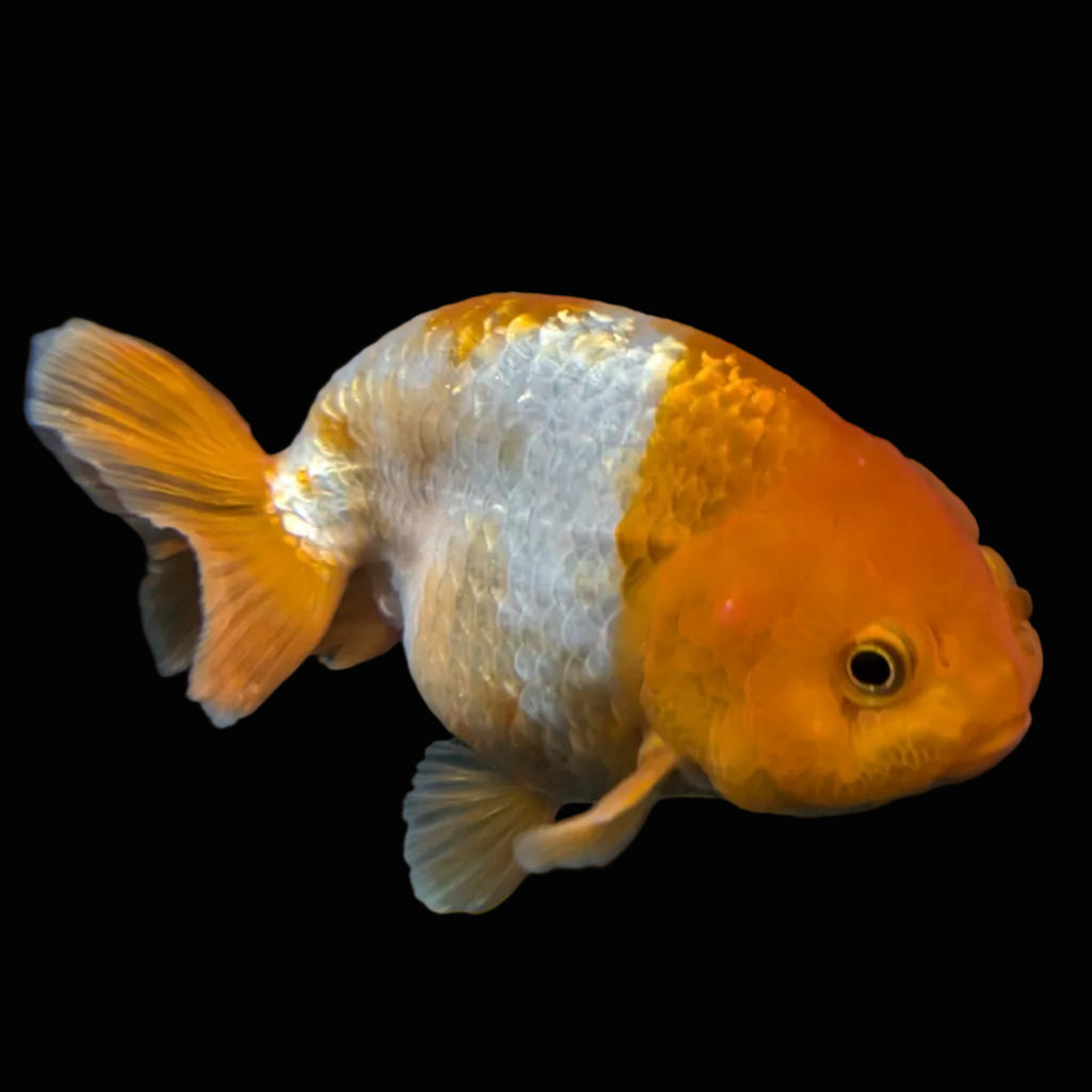 Ranchu Red White 4"-4.5"in. ID#821R4A-057